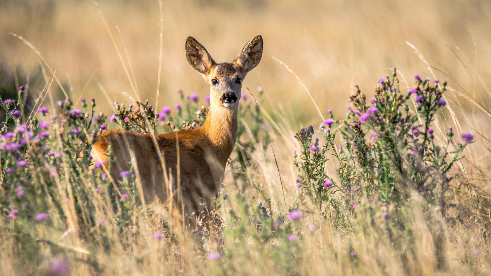 Un capriolo nel Parco Naturale Puez Odle in Val Gardena